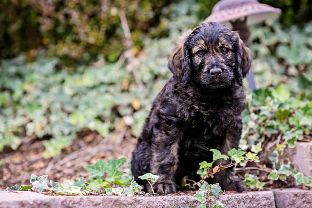 Facts About Black Mini Goldendoodle