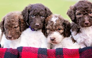 F1 vs F2 Goldendoodle